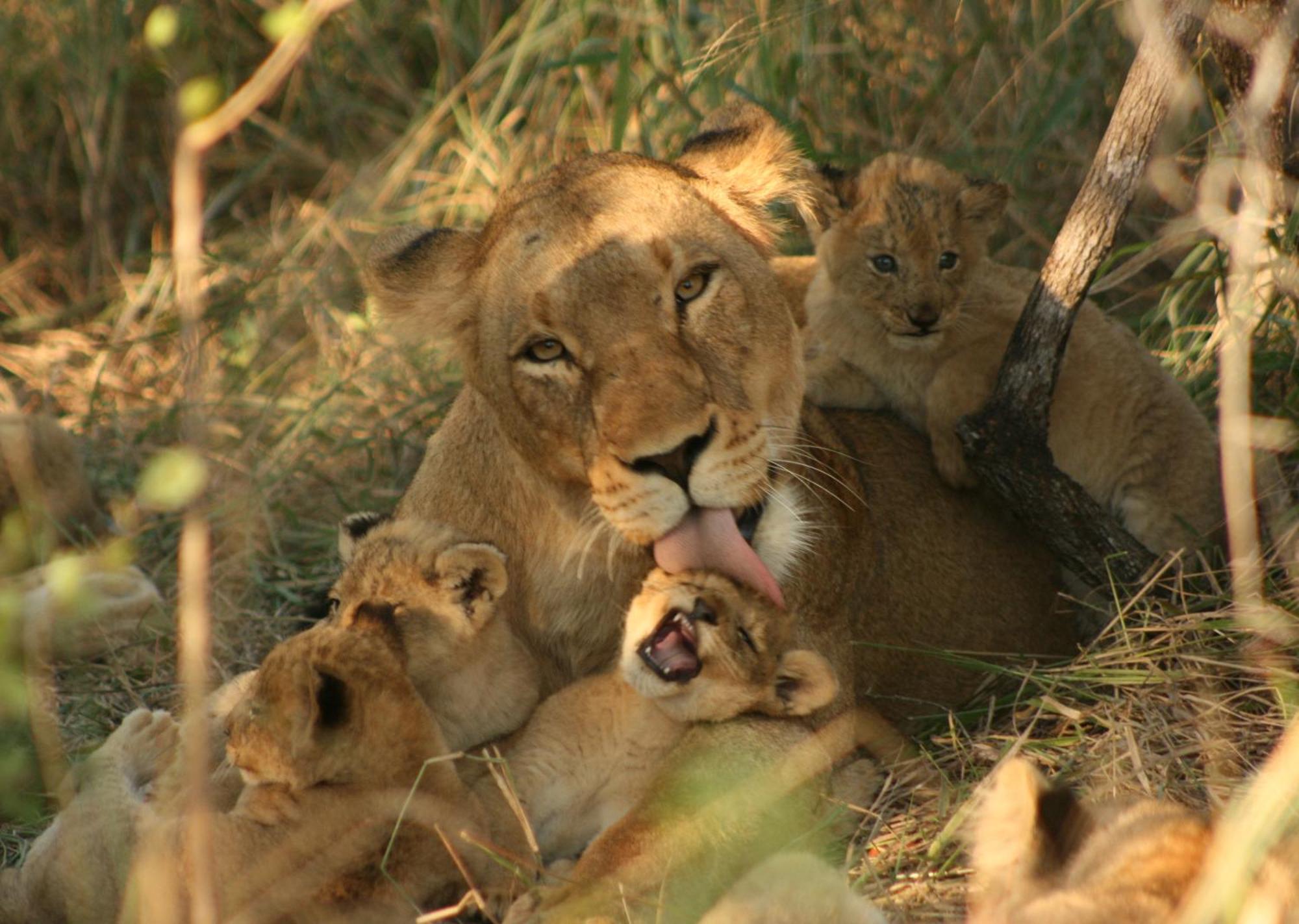 Mjejane Bush Camp By Dream Resorts Hectorspruit Kültér fotó