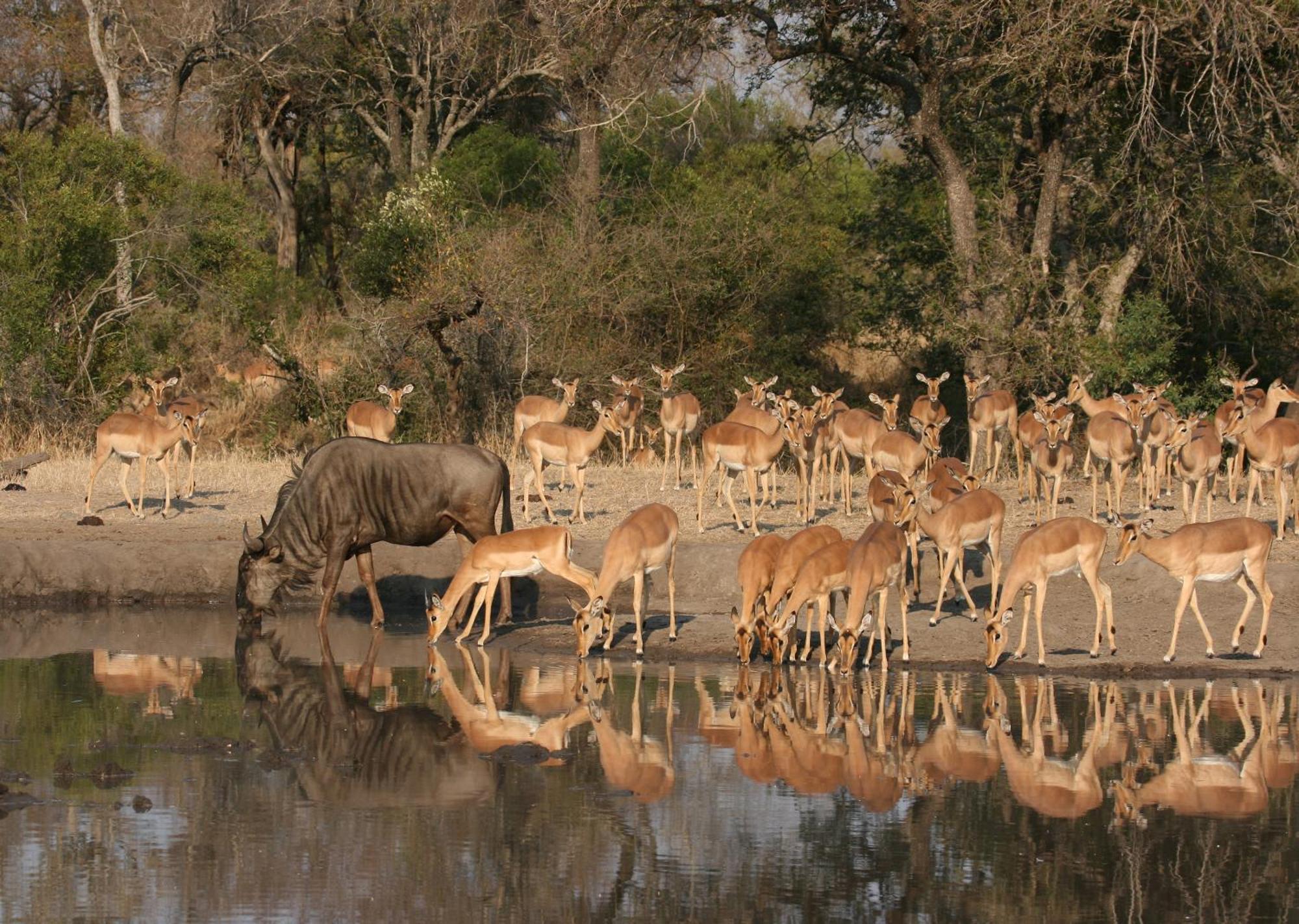 Mjejane Bush Camp By Dream Resorts Hectorspruit Kültér fotó