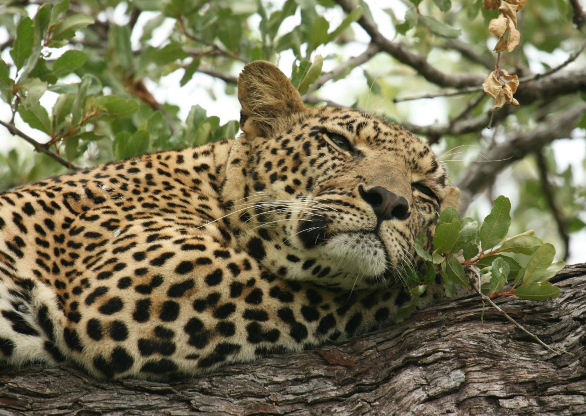 Mjejane Bush Camp By Dream Resorts Hectorspruit Kültér fotó