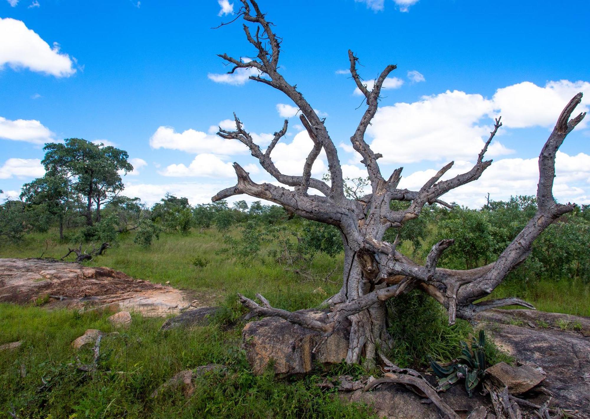 Mjejane Bush Camp By Dream Resorts Hectorspruit Kültér fotó